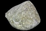 Pyrite Replaced Brachiopod (Paraspirifer) - Ohio #89731-1